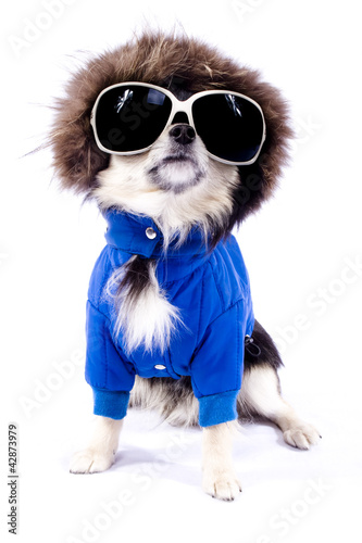 Chihuahua dog in glasses