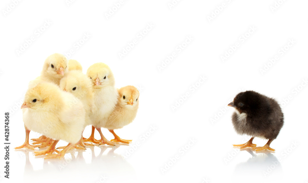 yellow and black little chickens isolated on the white