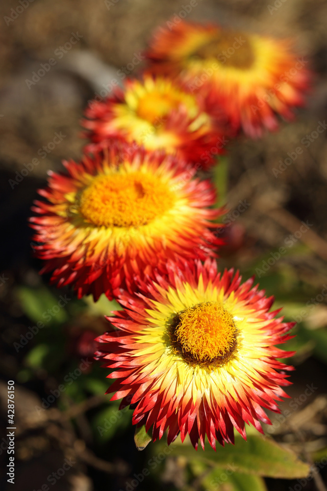 Helichrysum bracteatum Helichrysum bracteatum