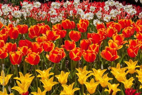 Red Yellow Tulips Flowers Skagit Valley Washington State