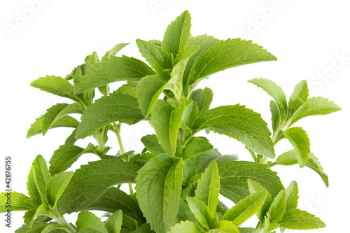 Obraz na płótnie Stevia rebaudiana, sweetener herb w salonie