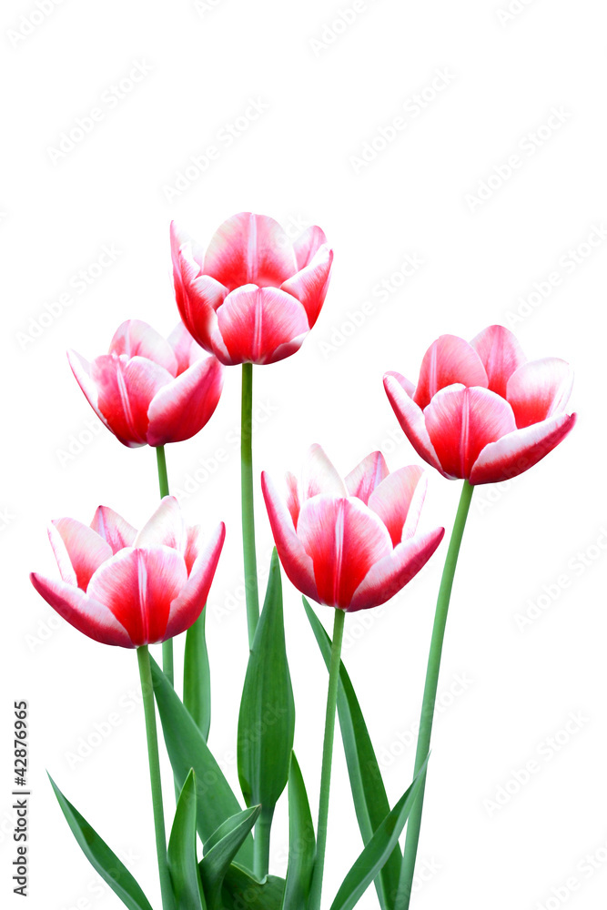 Fototapeta premium tulips flowers