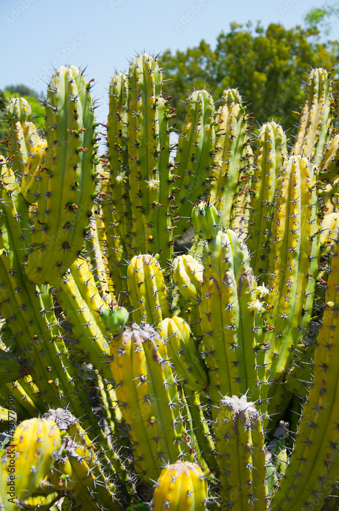 Cactus Cactus