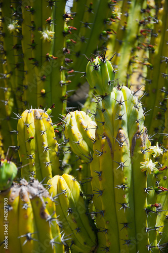 Cactus photo