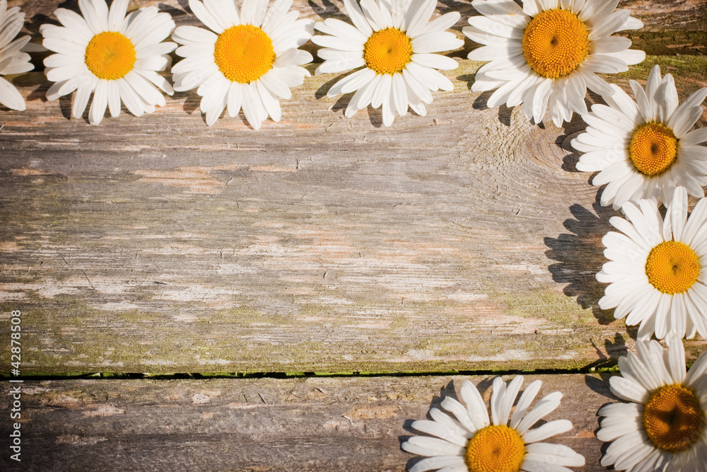 Obraz premium chamomile on wooden background