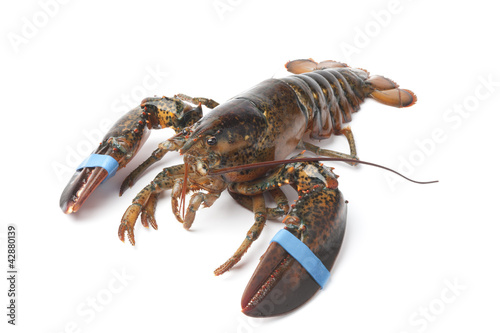 Fresh living lobster
