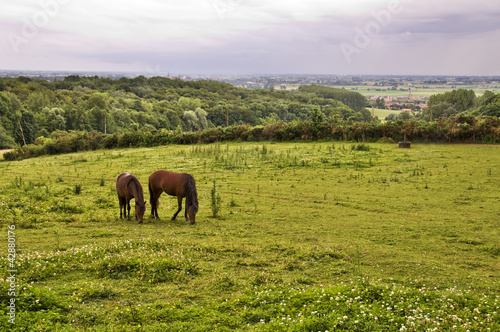 Chevaux dans un pré, paysage du Mont Noir dans les Flandres - France photo