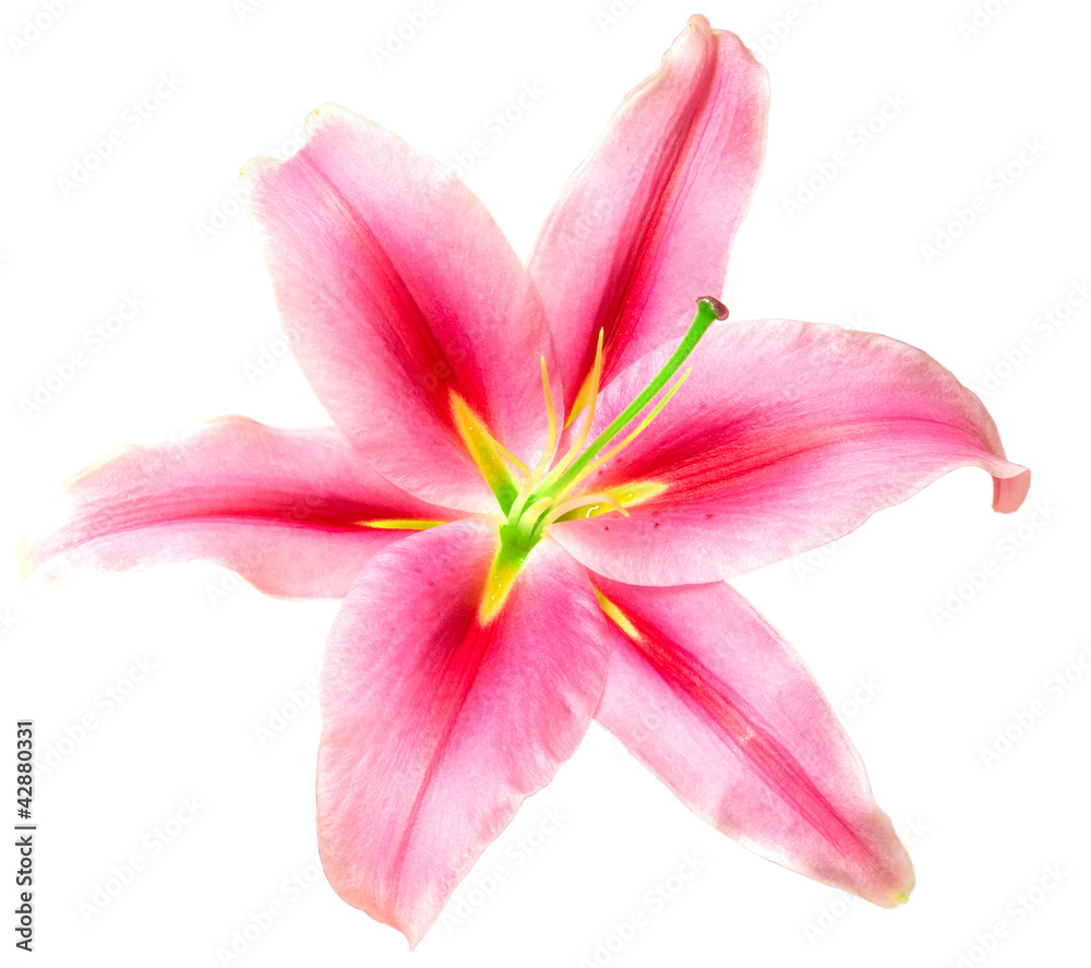 pink lilies isolated on white background
