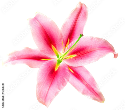 pink lilies isolated on white background