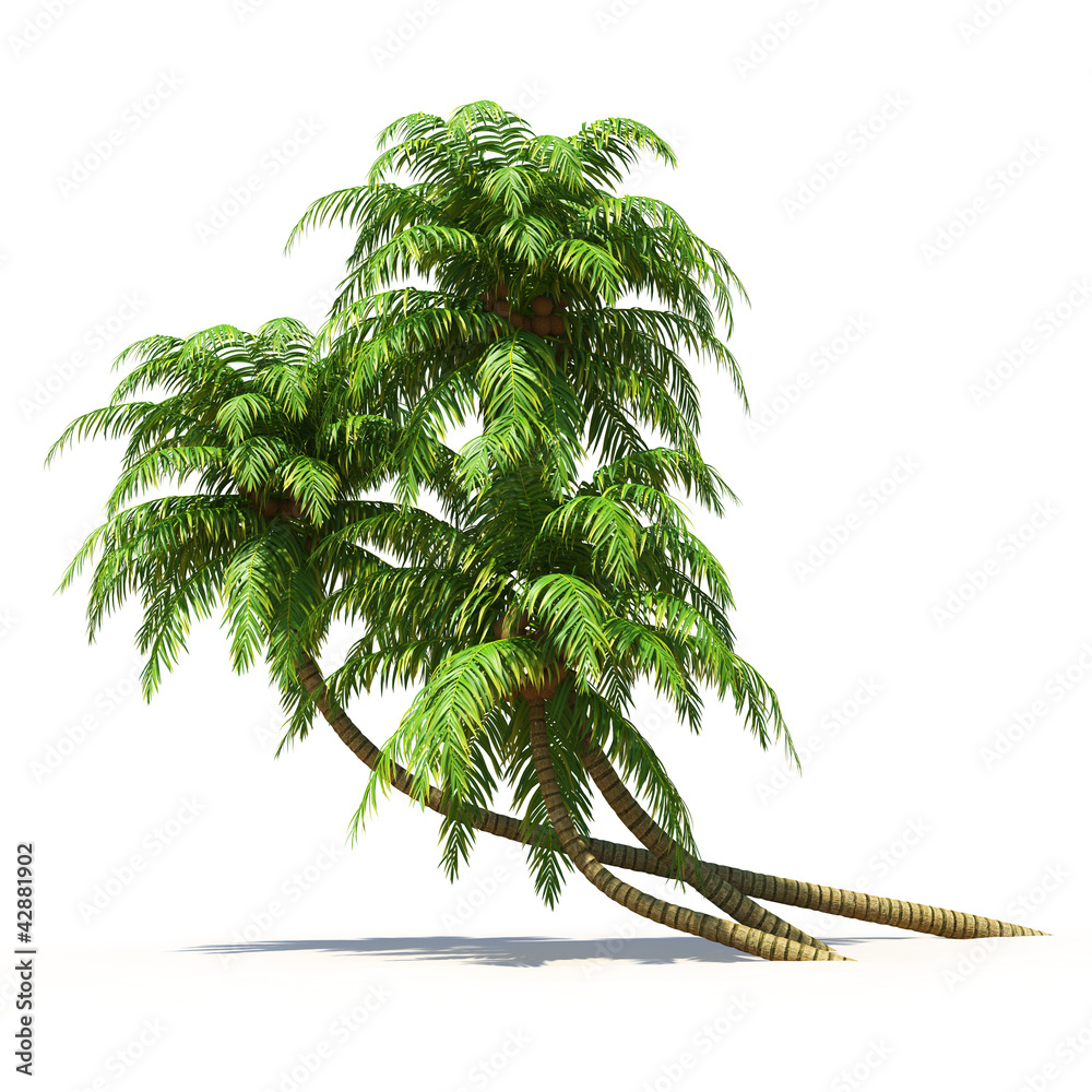 Fototapeta premium Palmtrees isolated on white. Multiuse nature collection.