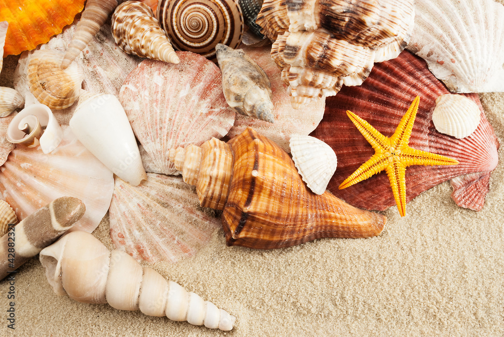 Seashells.