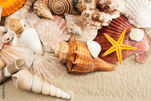 Obraz na płótnie Seashells. w salonie
