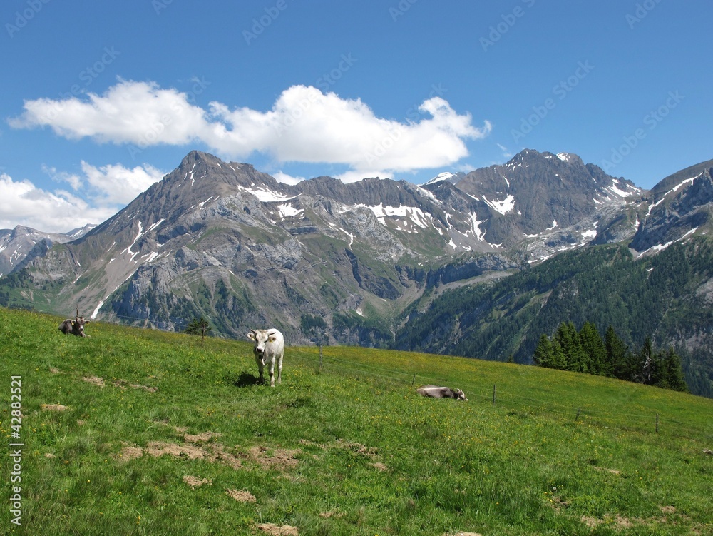 Cattle in the Swiss Alps