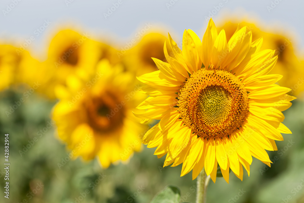 Sonnenblumen Sonnenblumen