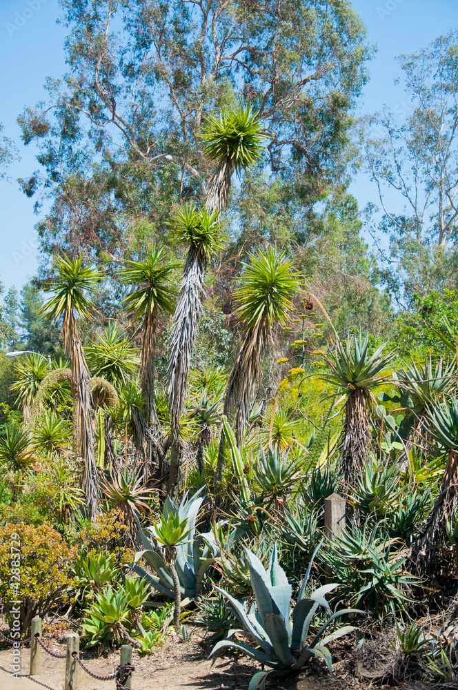 Obraz premium Variegated succulent agave or yucca plant