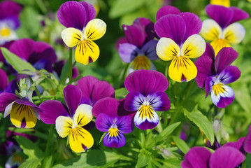 Fototapete Veilchen Stiefmütterchen in voller Blüte  © philip kinsey