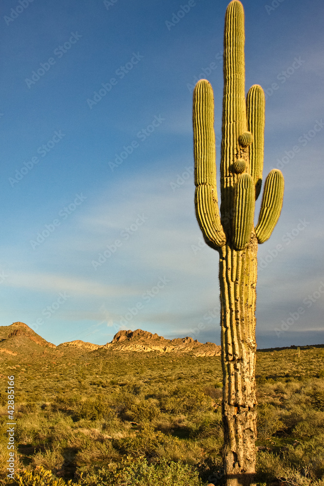 custom made wallpaper toronto digitalCactus Landscape