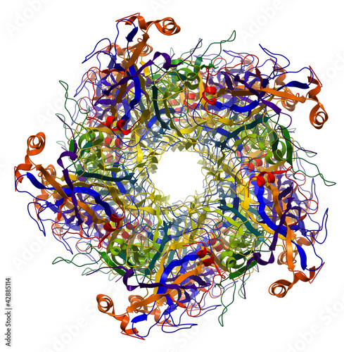 Major Capsid Protein of Human Papilloma Virus