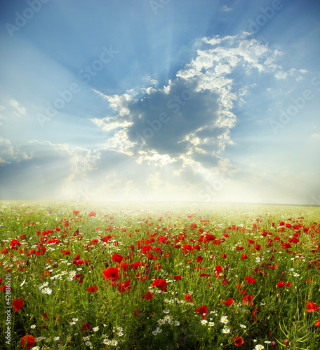 Poppy flowers