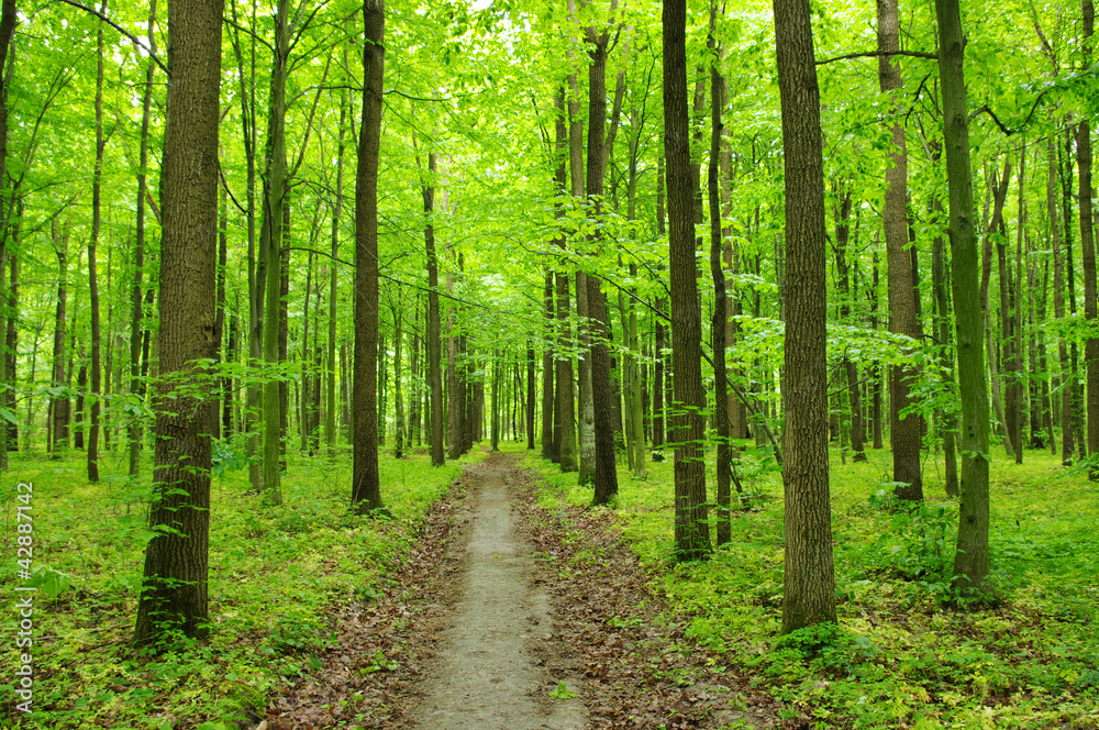 spring forest