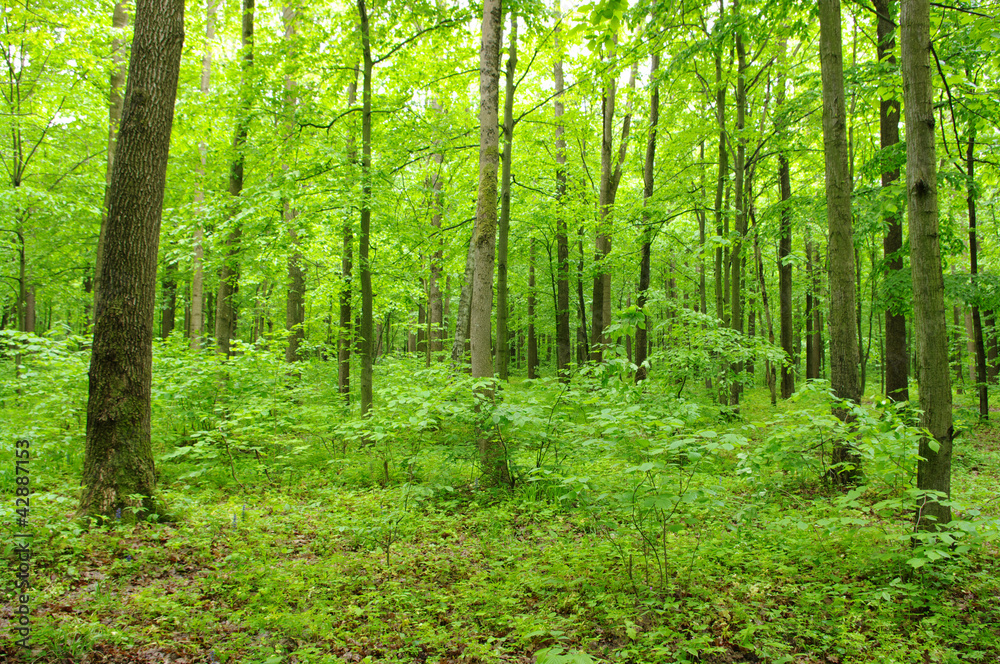 Trees Trees