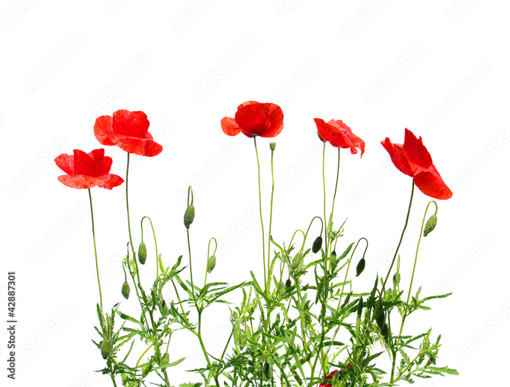 Fototapeta premium czerwone maki