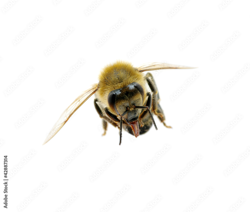 bee bee