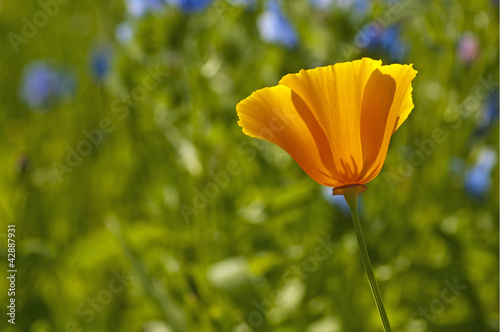 kalifornischer Mohn photo