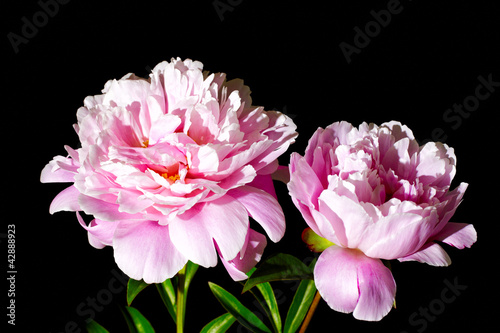 Fototapeta Naklejka Na Ścianę i Meble -  peony flower