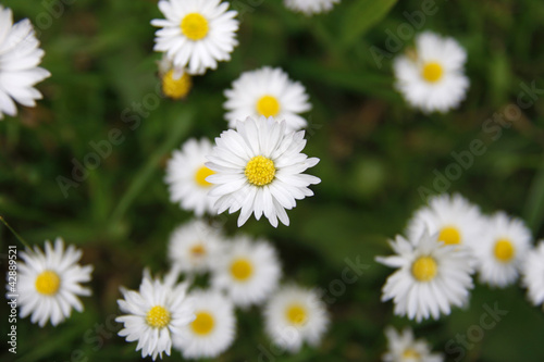 Daisies in a garden