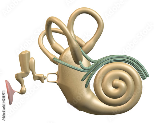 Inner-ear Front view