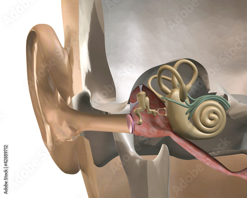 cross-section of the inner ear, front view