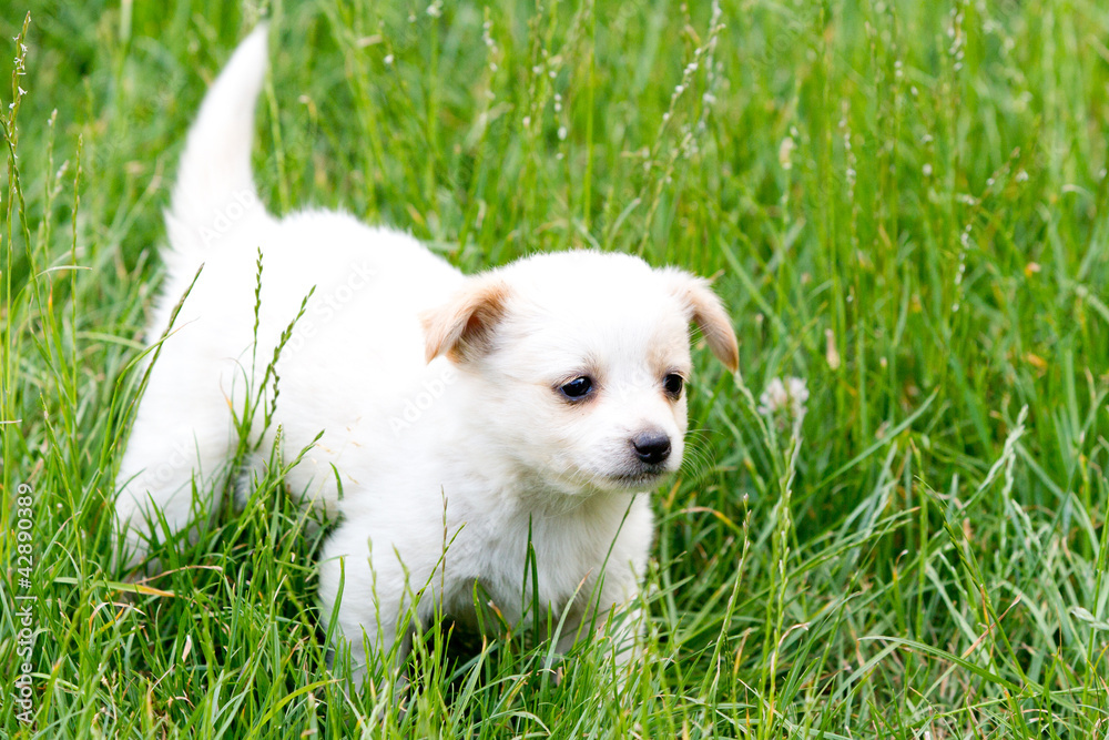 Brown and white puppy in the grass