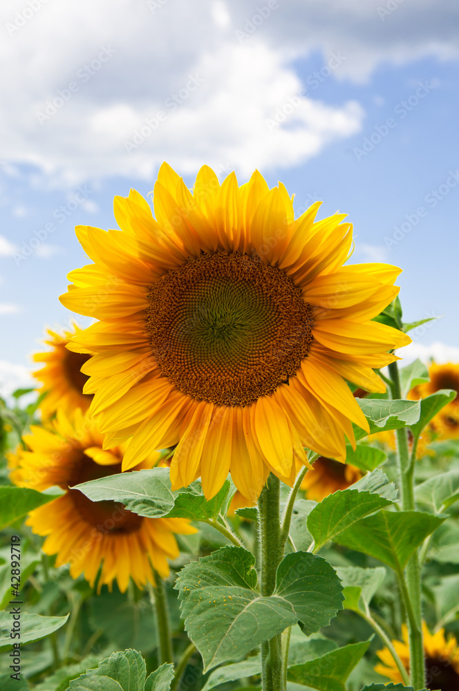 Beautiful sunflower with green leaves