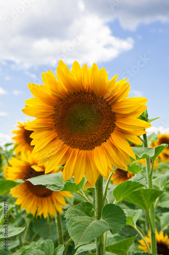 Beautiful sunflower with green leaves