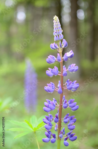 Lupinen photo