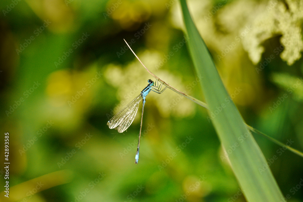 Blaue Azurjungfer Libelle Blaue Azurjungfer Libelle
