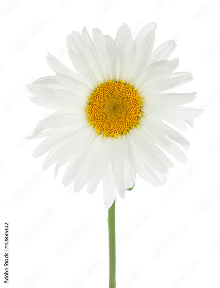 Chamomile flower Chamomile flower