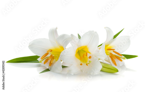 Fototapeta Naklejka Na Ścianę i Meble -  Three white lily