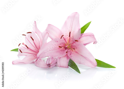 Fototapeta Naklejka Na Ścianę i Meble -  Two pink lily