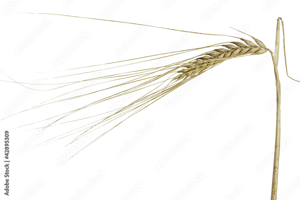 Gerste (Hordeum vulgare) auf weißem Hintergrund Gerste (Hordeum vulgare) auf weißem Hintergrund