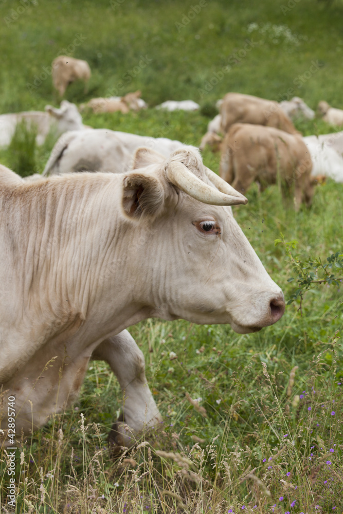 Vaches et veaux des alpes dans un prés