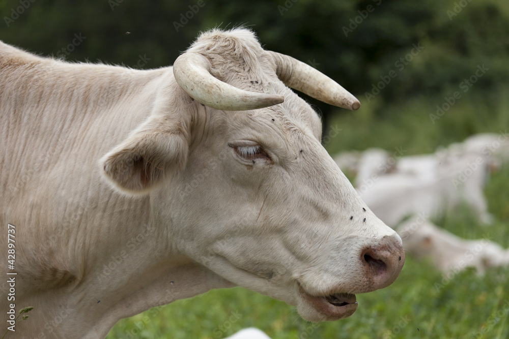 Vaches et veaux des alpes dans un prés