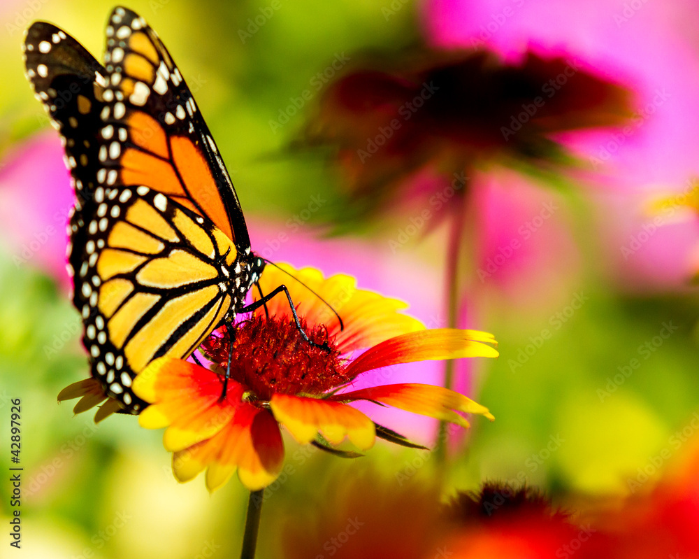 Monarch butterfly on a pretty flower