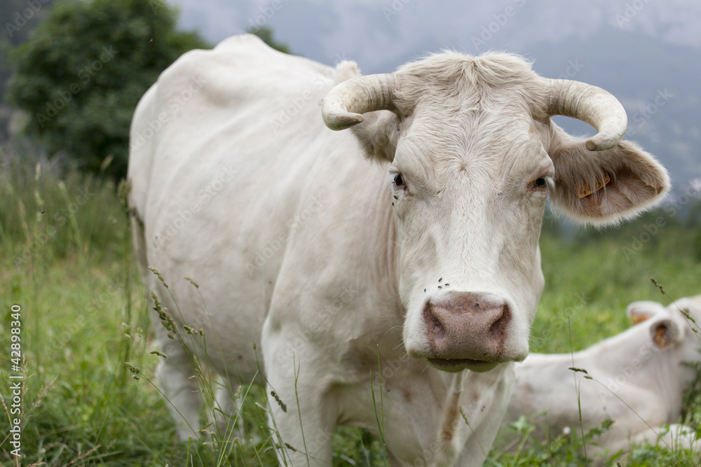 Vache laitière des alpes Vache laitière des alpes