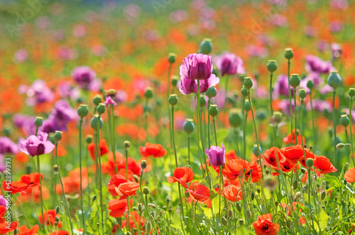 a field with lilac and red poppies
