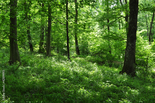 Deep green summer forest