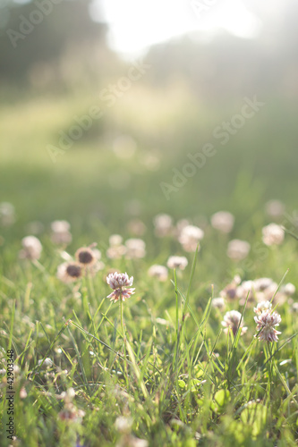 Green grass with flowers before sunset