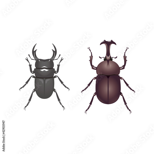 クワガタムシとカブトムシ