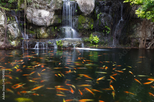 Koi fish in pond at the garden with a waterfall